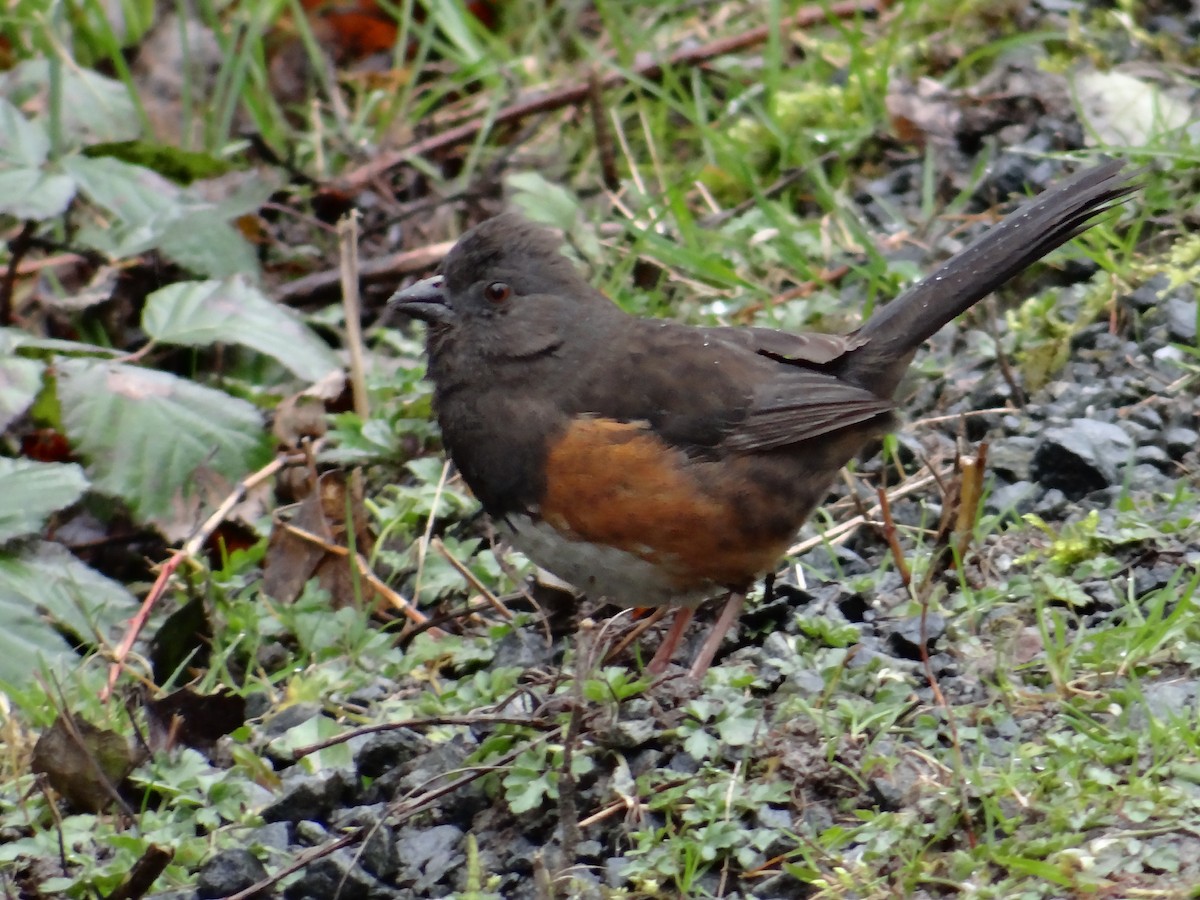 Spotted Towhee - ML652631409