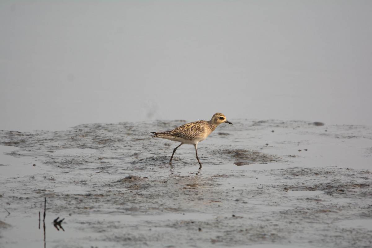 Pacific Golden-Plover - ML652631410