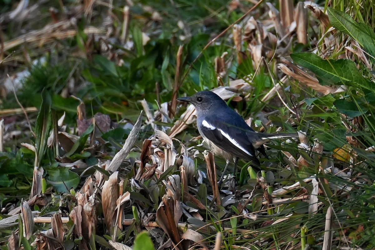 Oriental Magpie-Robin - ML652631411