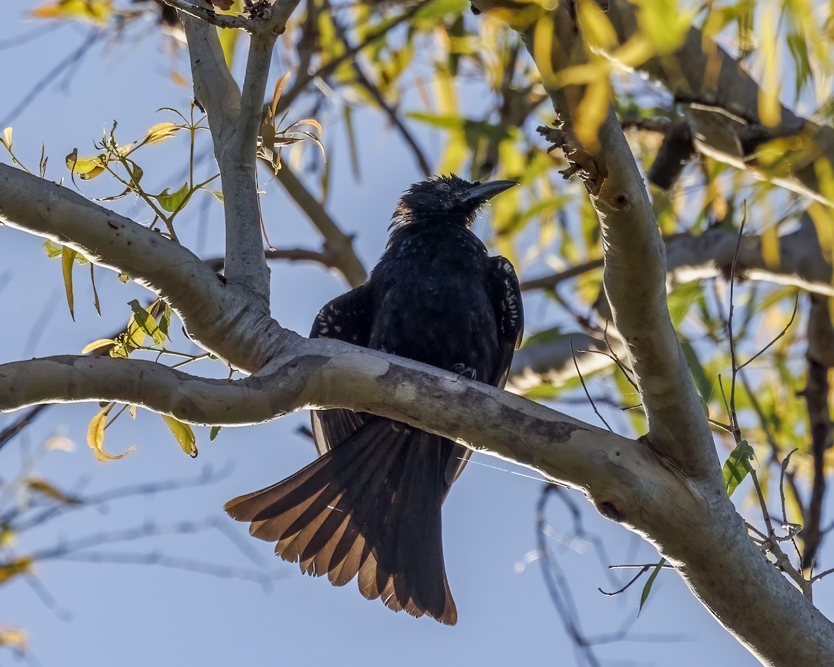 Spangled Drongo - ML652631412