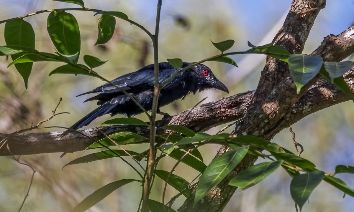 Spangled Drongo - ML652631413