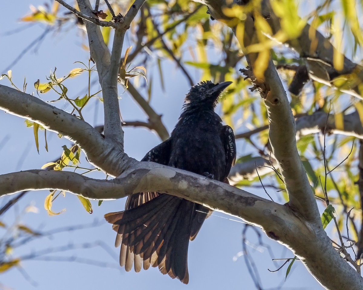 Spangled Drongo - ML652631414
