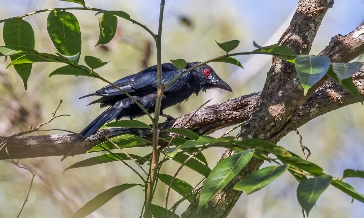 Spangled Drongo - ML652631415