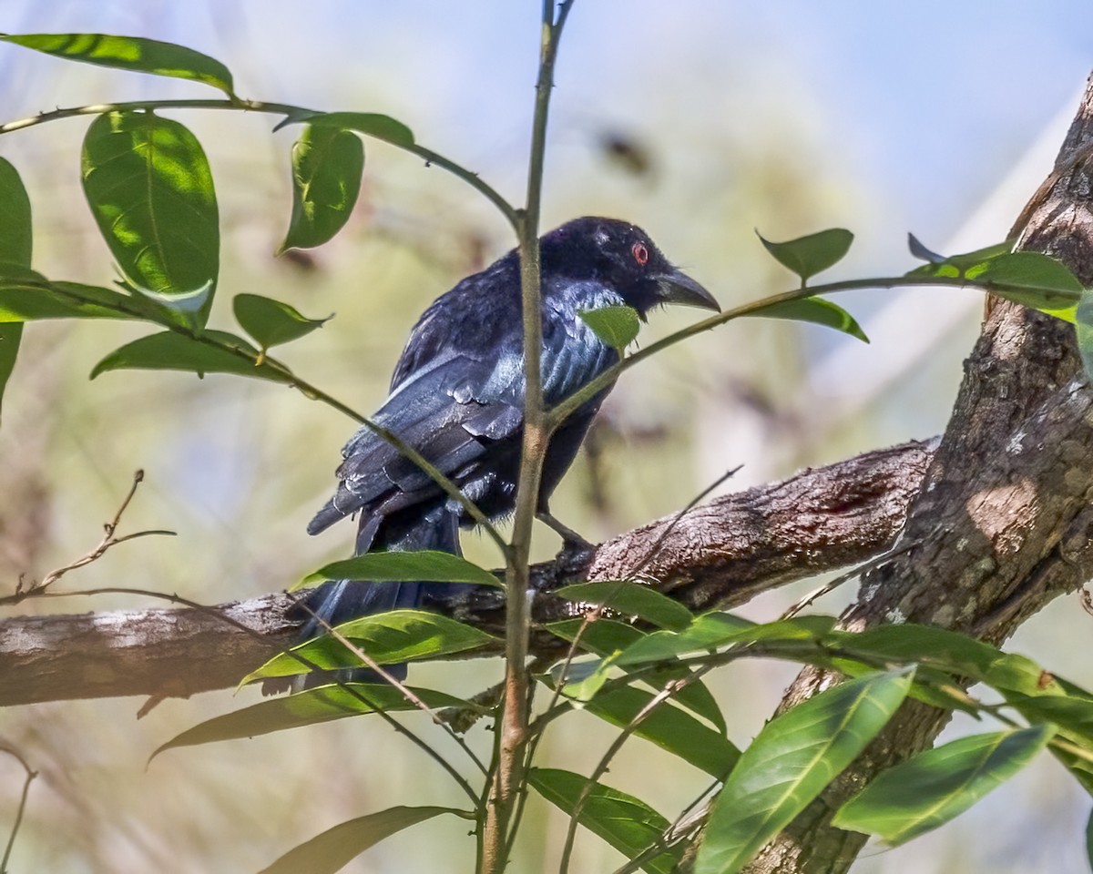 Spangled Drongo - ML652631416