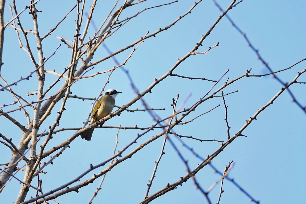 Light-vented Bulbul - ML652631417