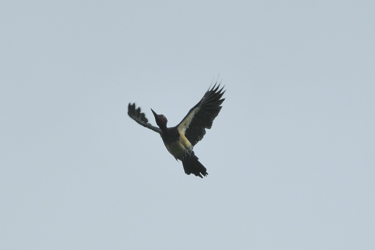 White-bellied Woodpecker - ML652631419