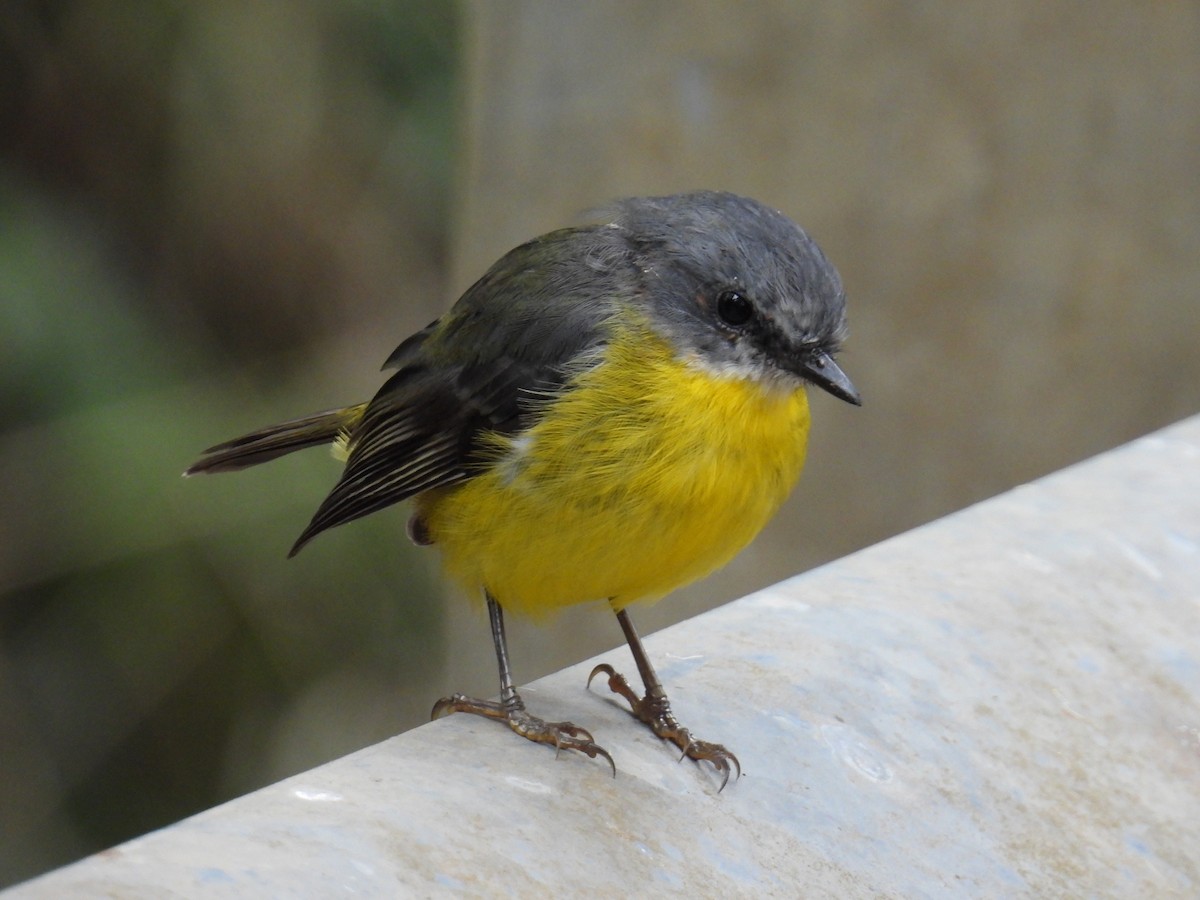 Eastern Yellow Robin - ML652631420