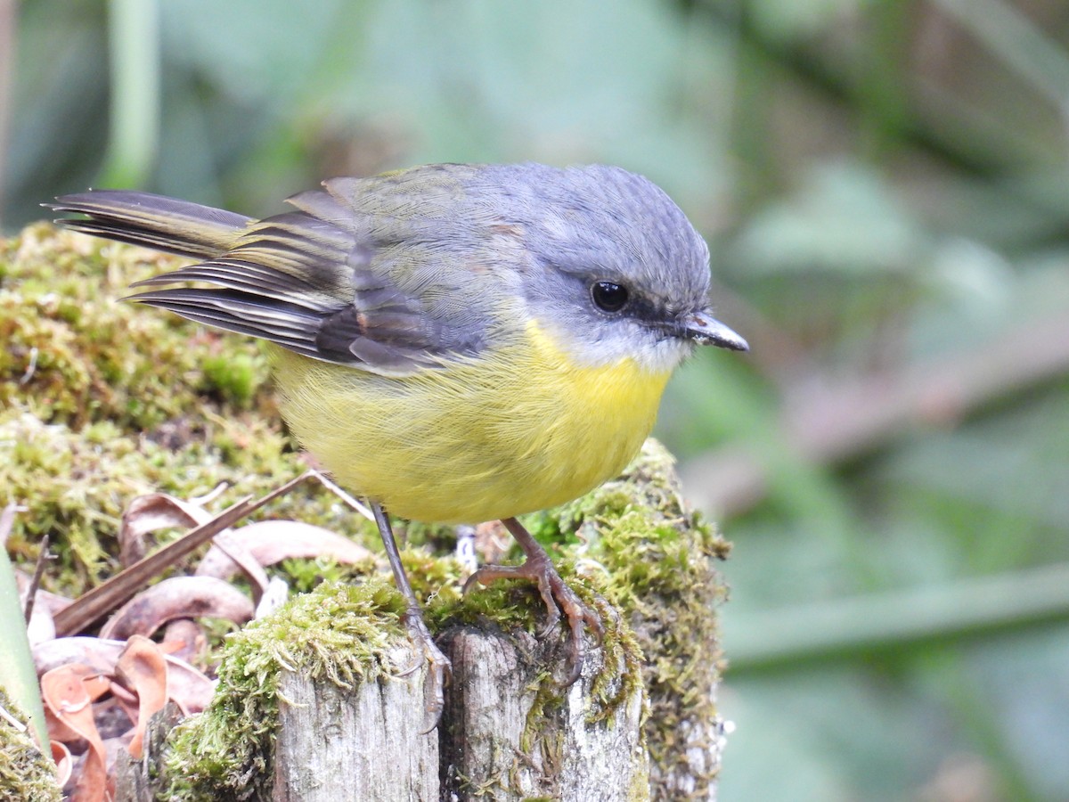 Eastern Yellow Robin - ML652631421