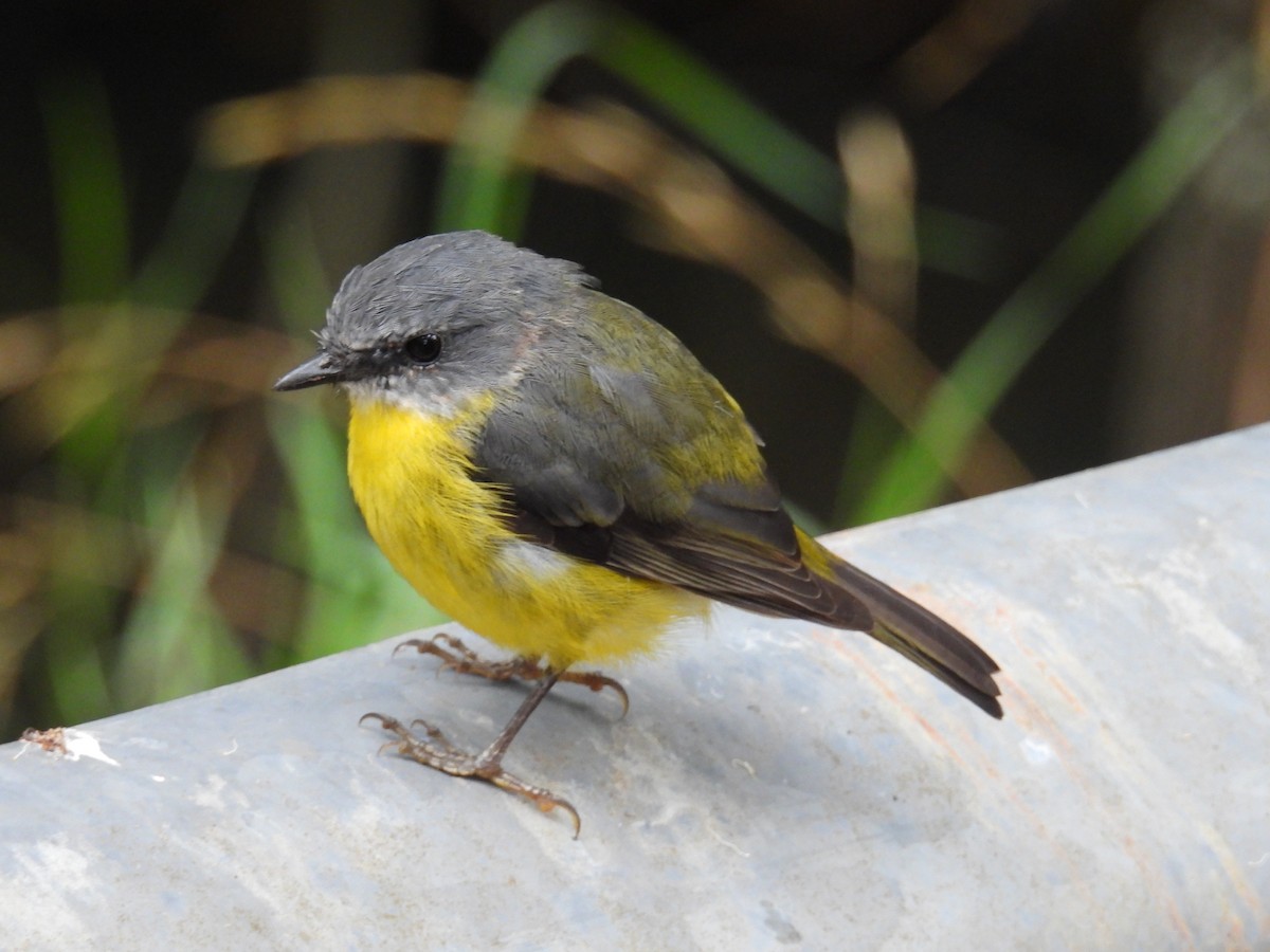 Eastern Yellow Robin - ML652631422