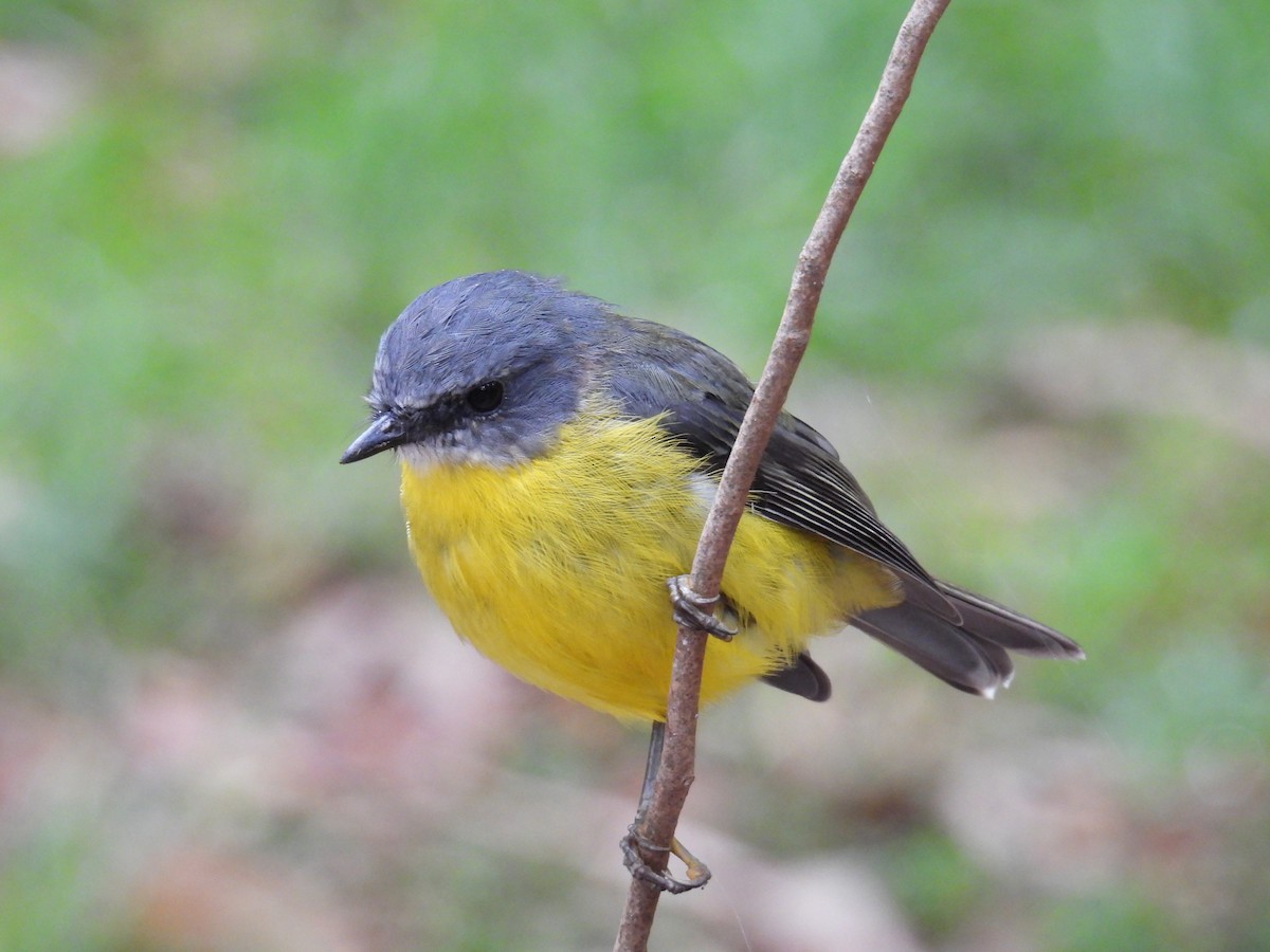 Eastern Yellow Robin - ML652631423