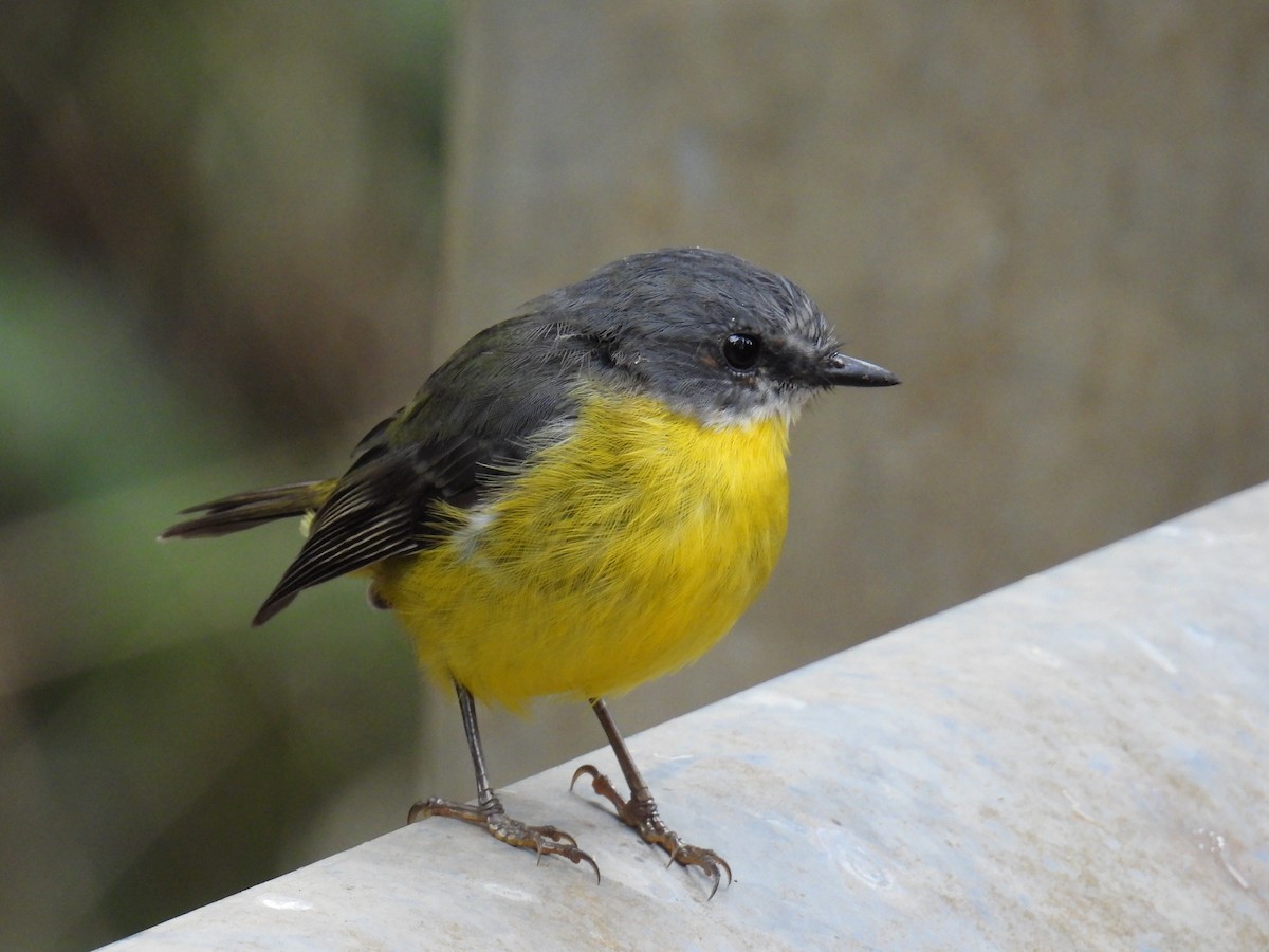Eastern Yellow Robin - ML652631424