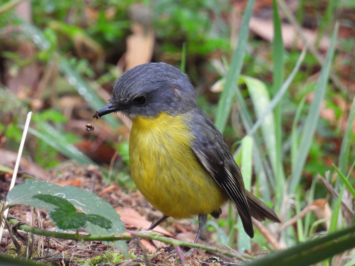 Eastern Yellow Robin - ML652631425
