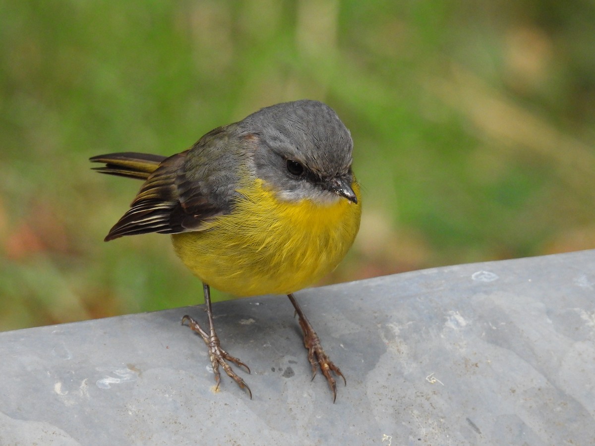Eastern Yellow Robin - ML652631426