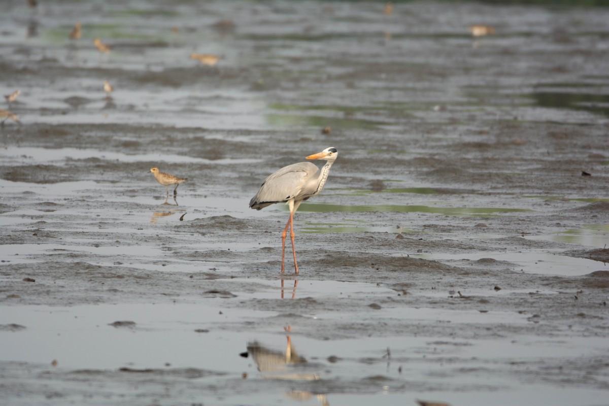 Gray Heron - ML652631427