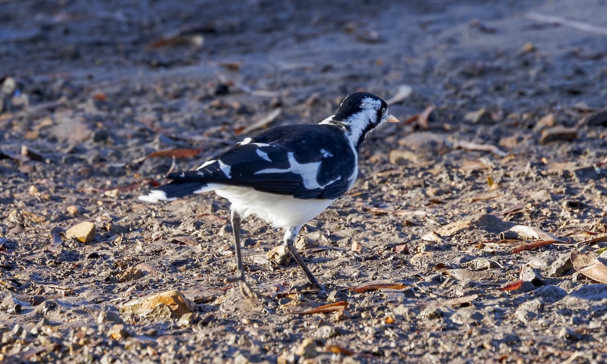 Magpie-lark - ML652631428