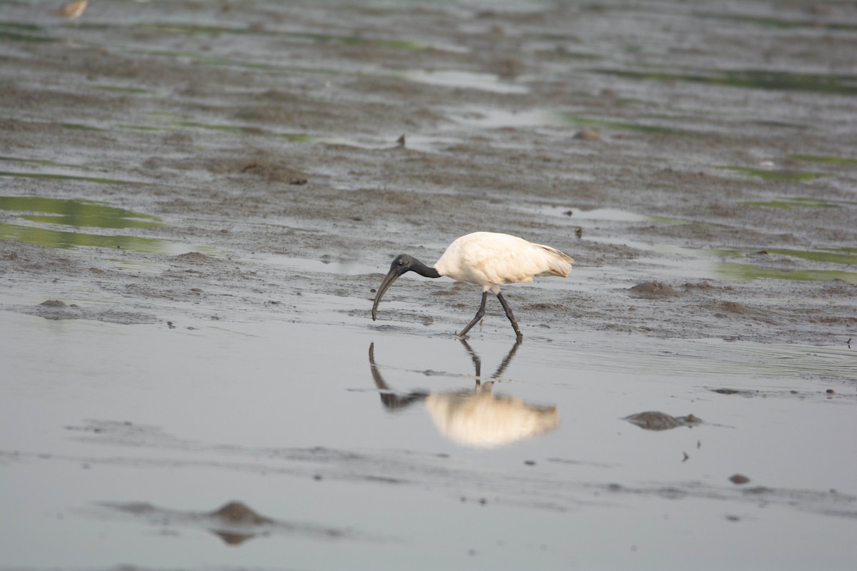 Black-headed Ibis - ML652631429