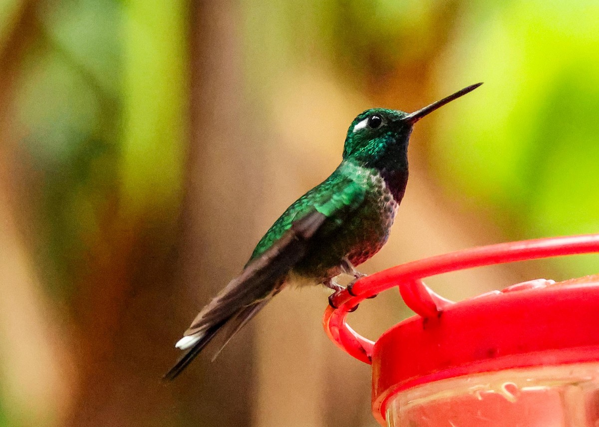 Purple-bibbed Whitetip - ML652631430