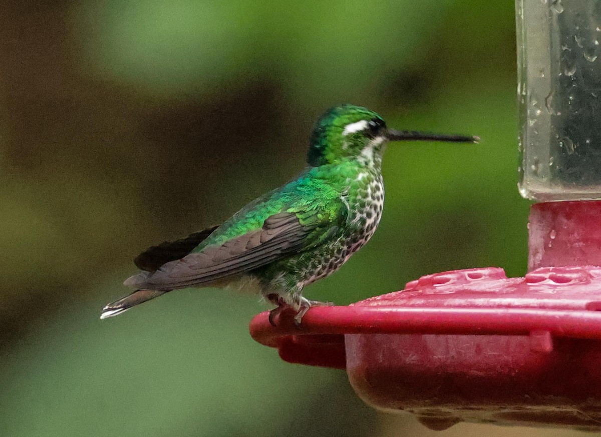 Purple-bibbed Whitetip - ML652631431