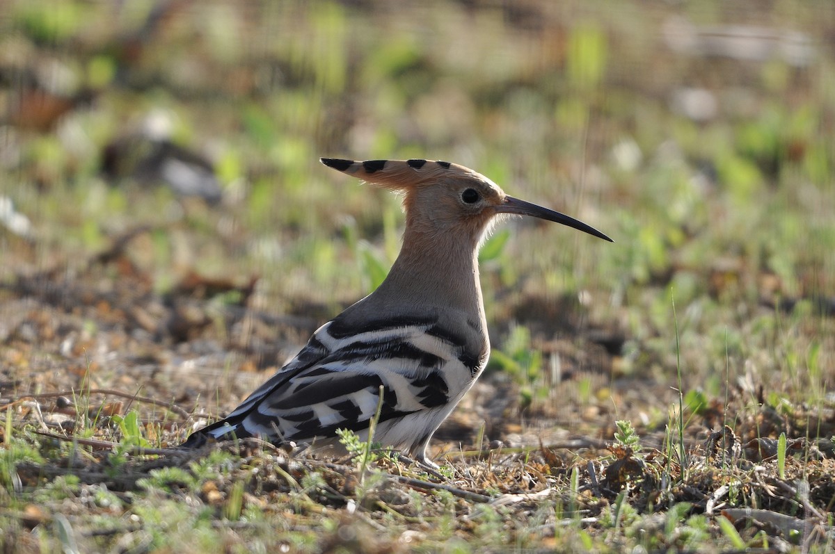 Common Hoopoe - ML652631432