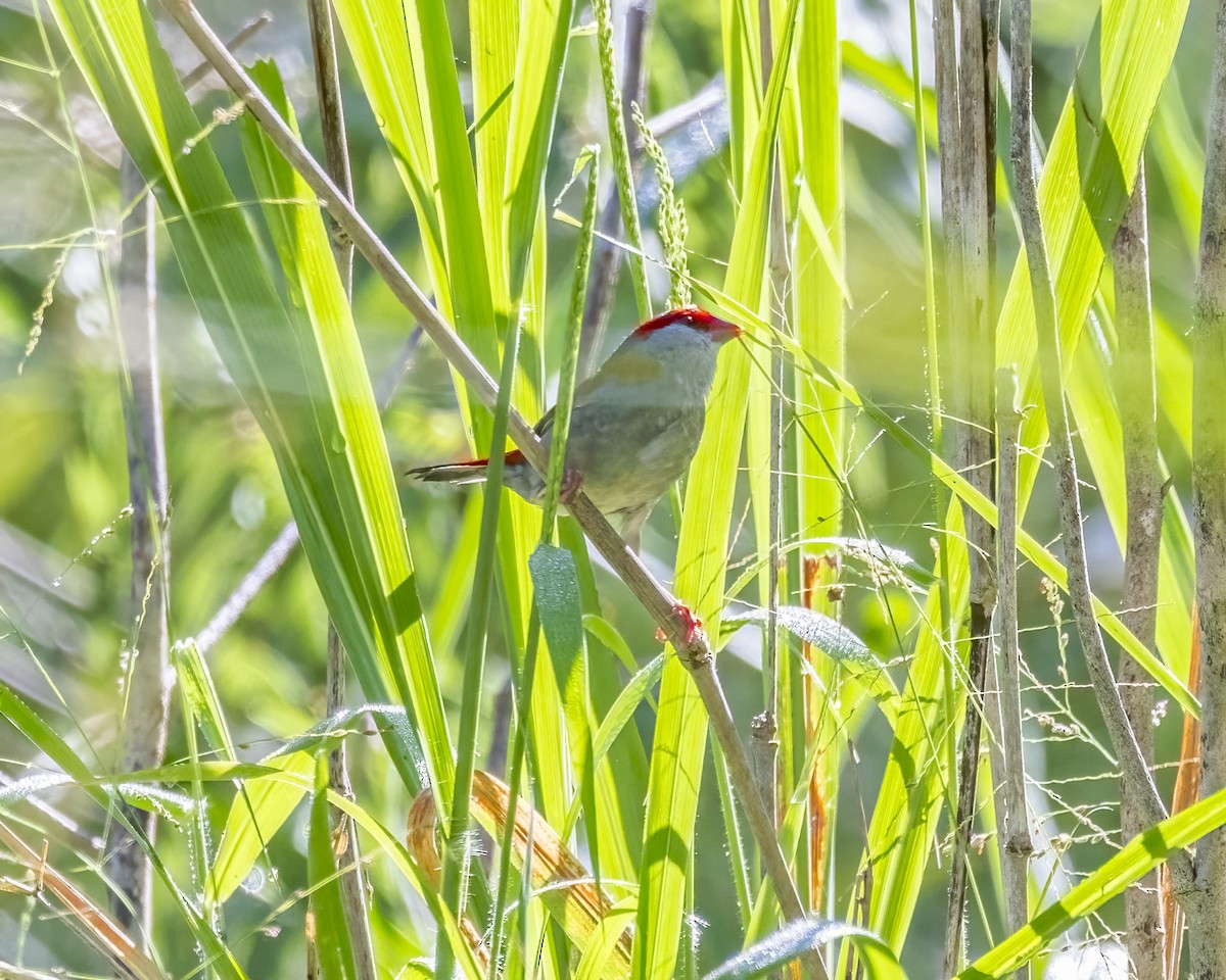 Red-browed Firetail - ML652631442