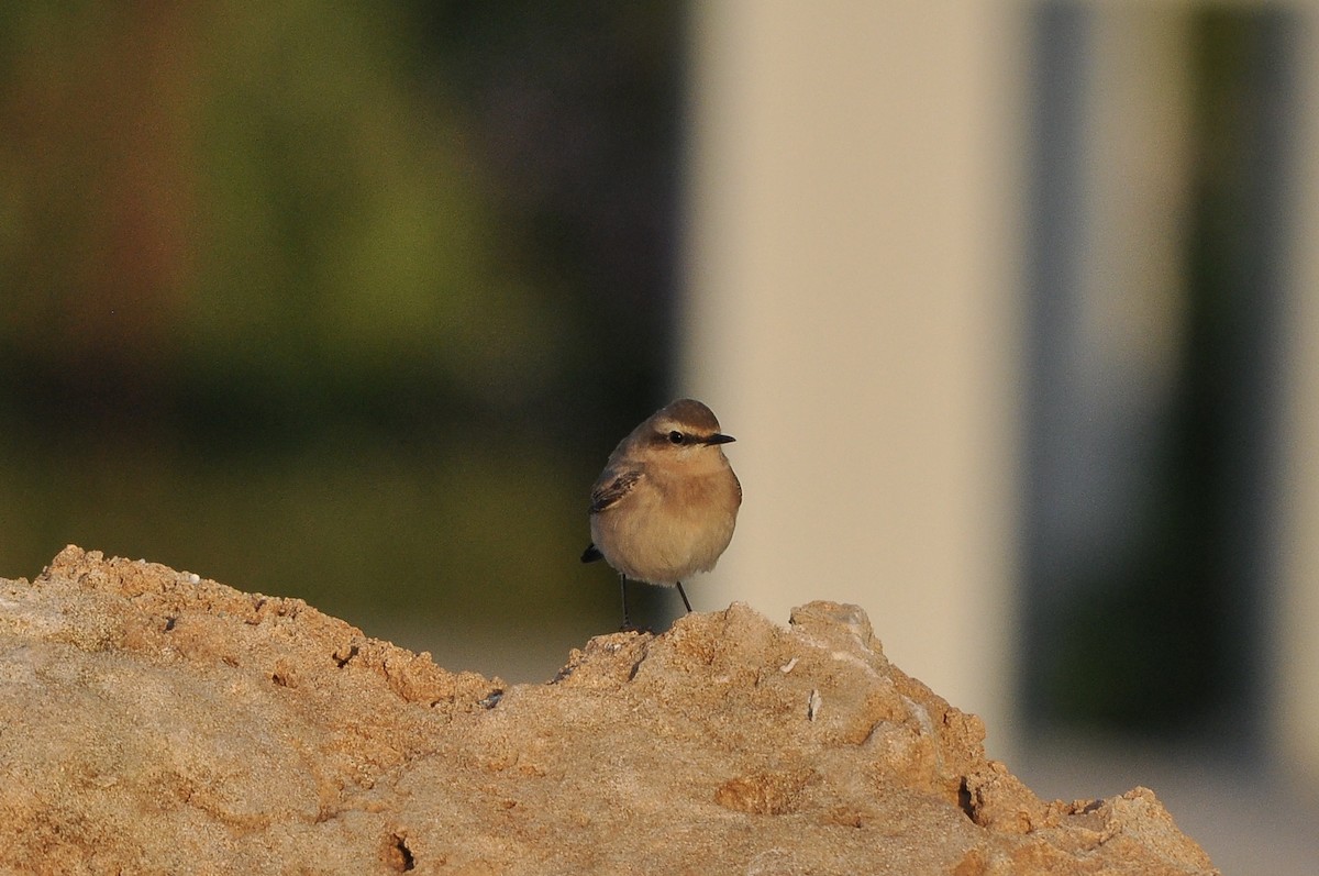 Northern Wheatear - ML652631446