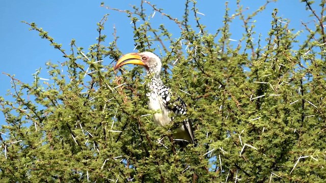 Nübye Boynuzgagası - ML652631585