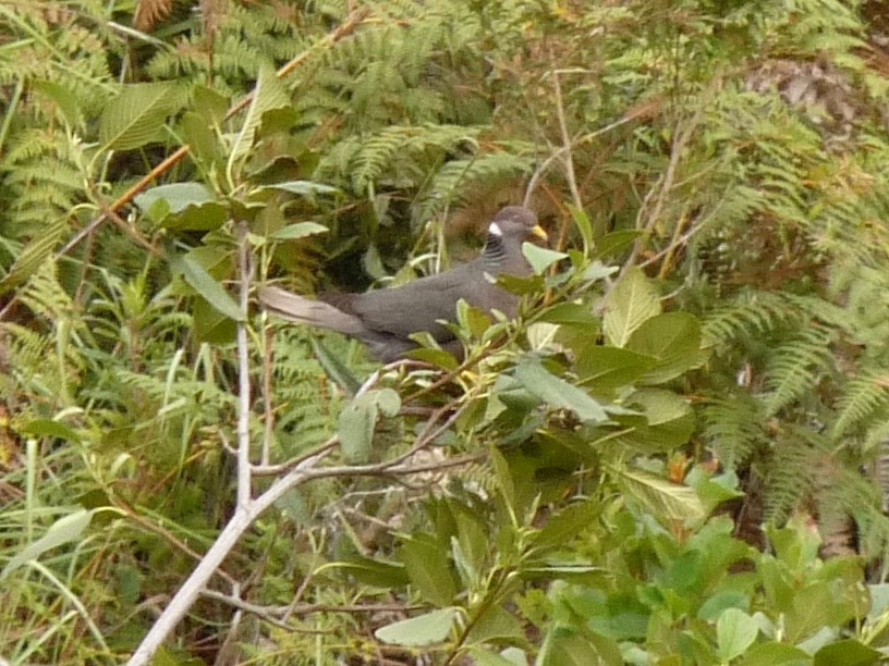 Band-tailed Pigeon - ML65263181