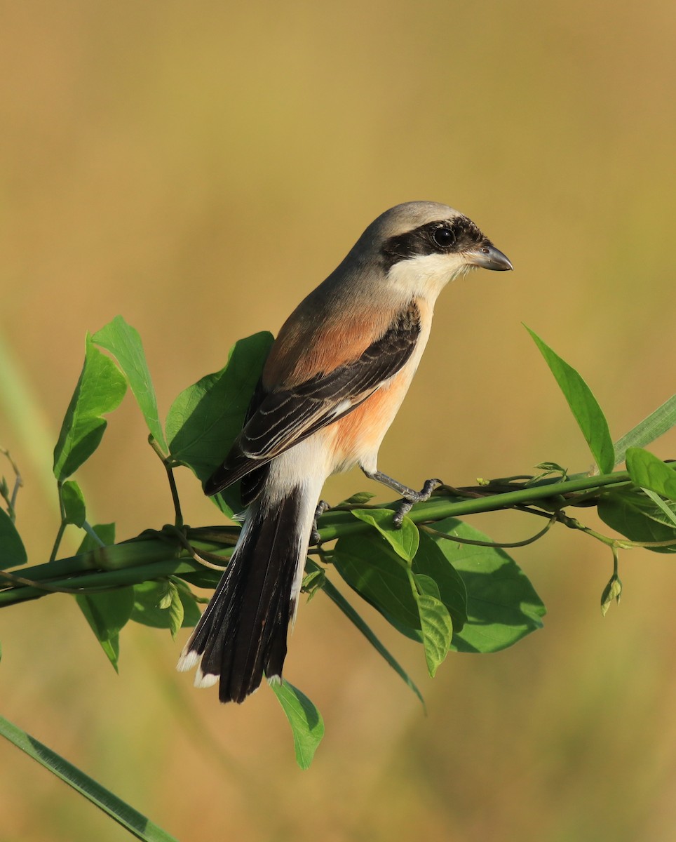 Bay-backed Shrike - ML652631917