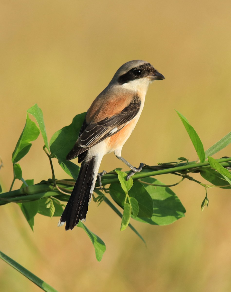 Bay-backed Shrike - ML652631918