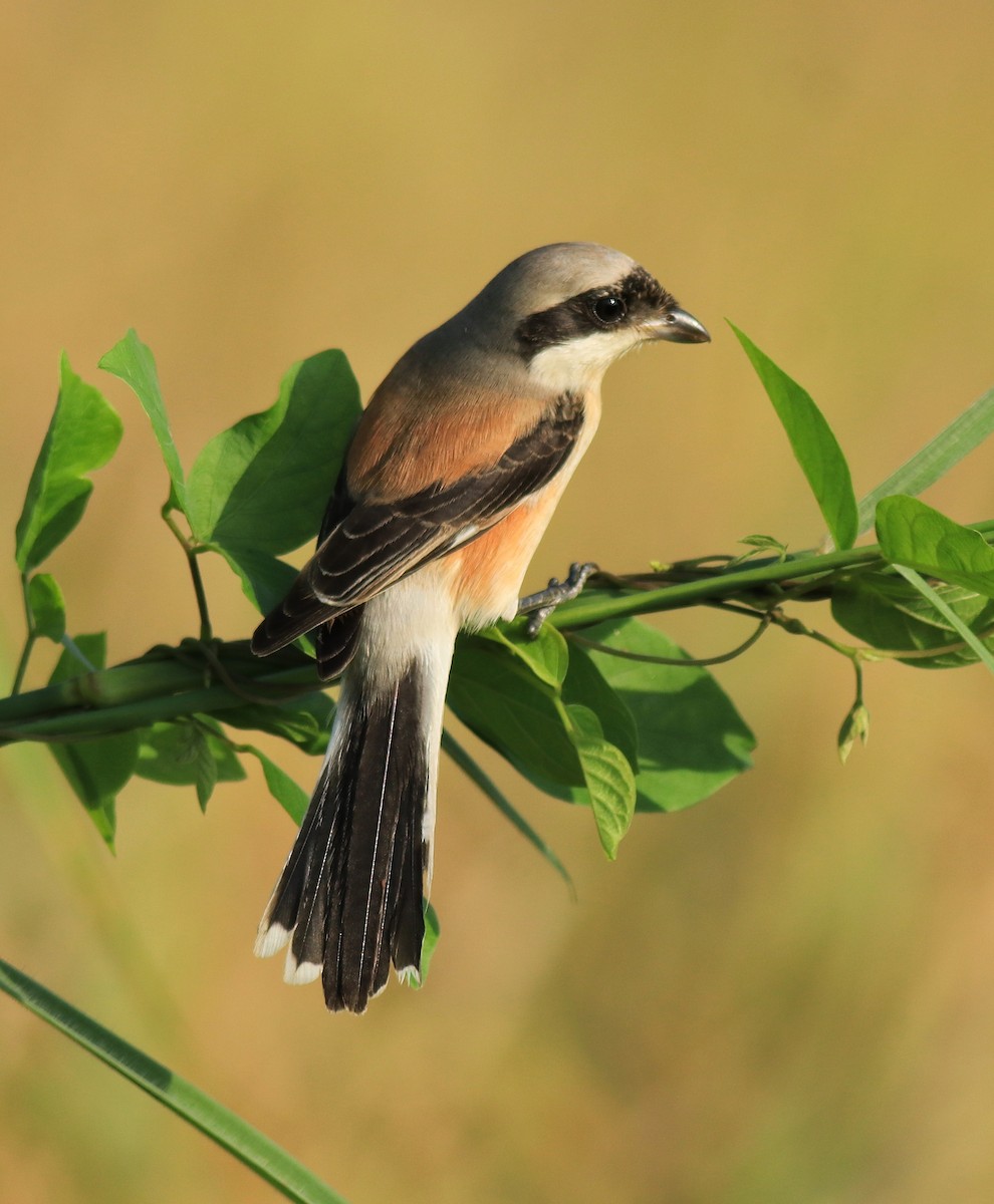 Bay-backed Shrike - ML652631920