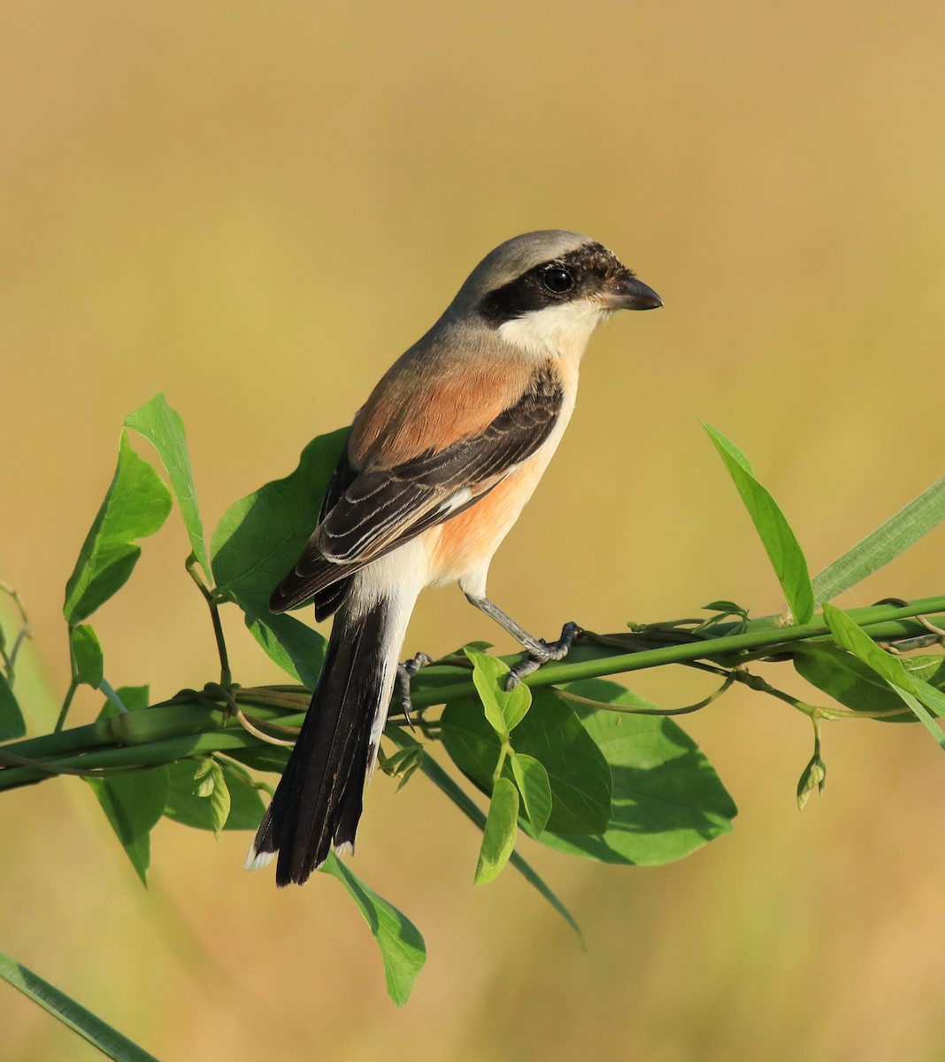 Bay-backed Shrike - ML652631921
