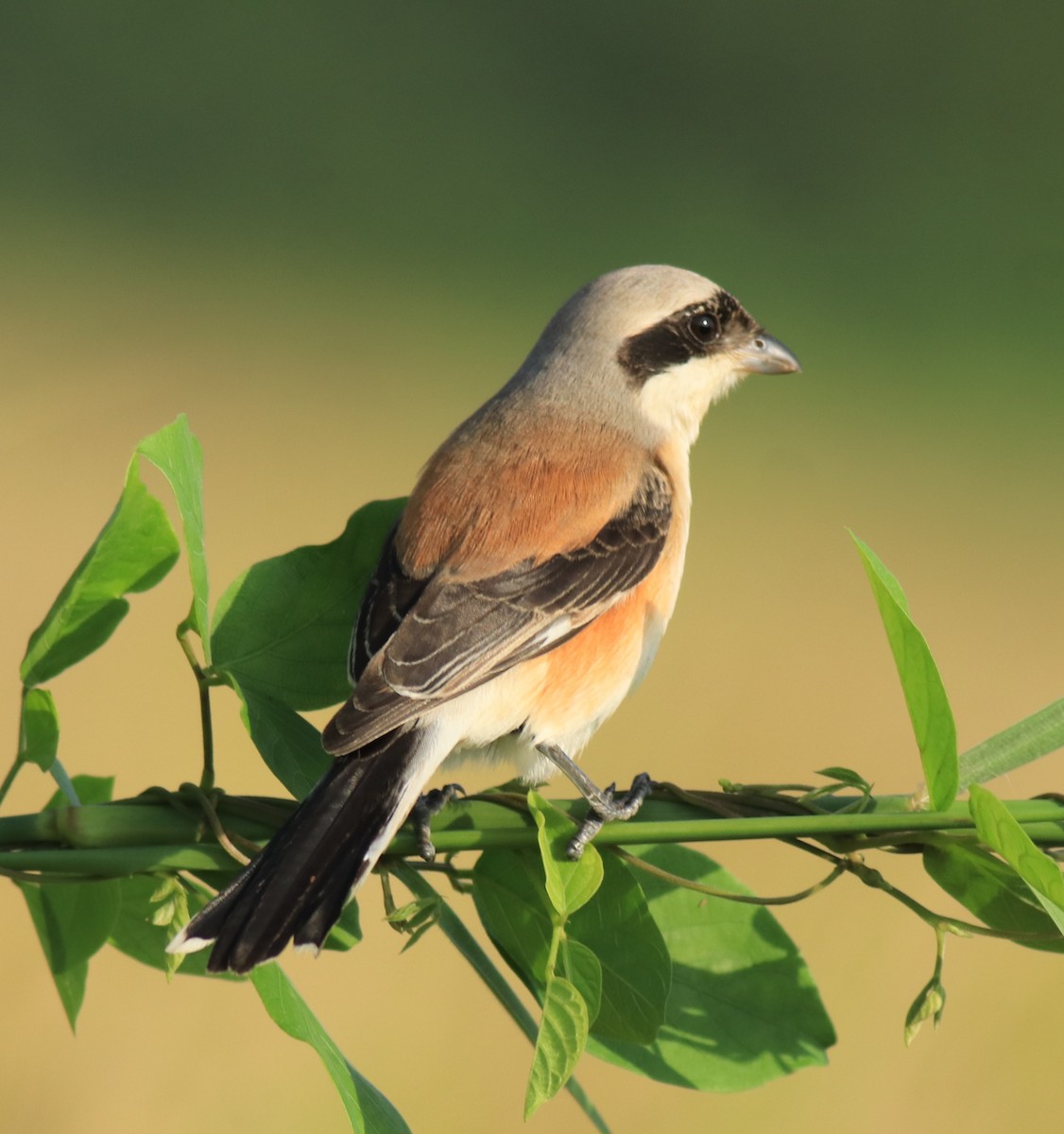 Bay-backed Shrike - ML652631922