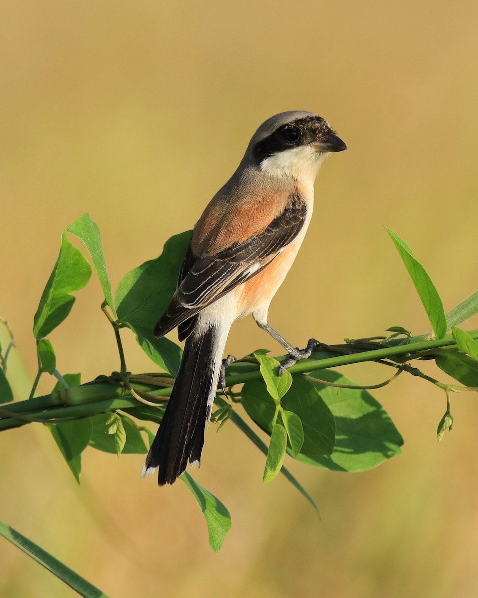Bay-backed Shrike - ML652631923