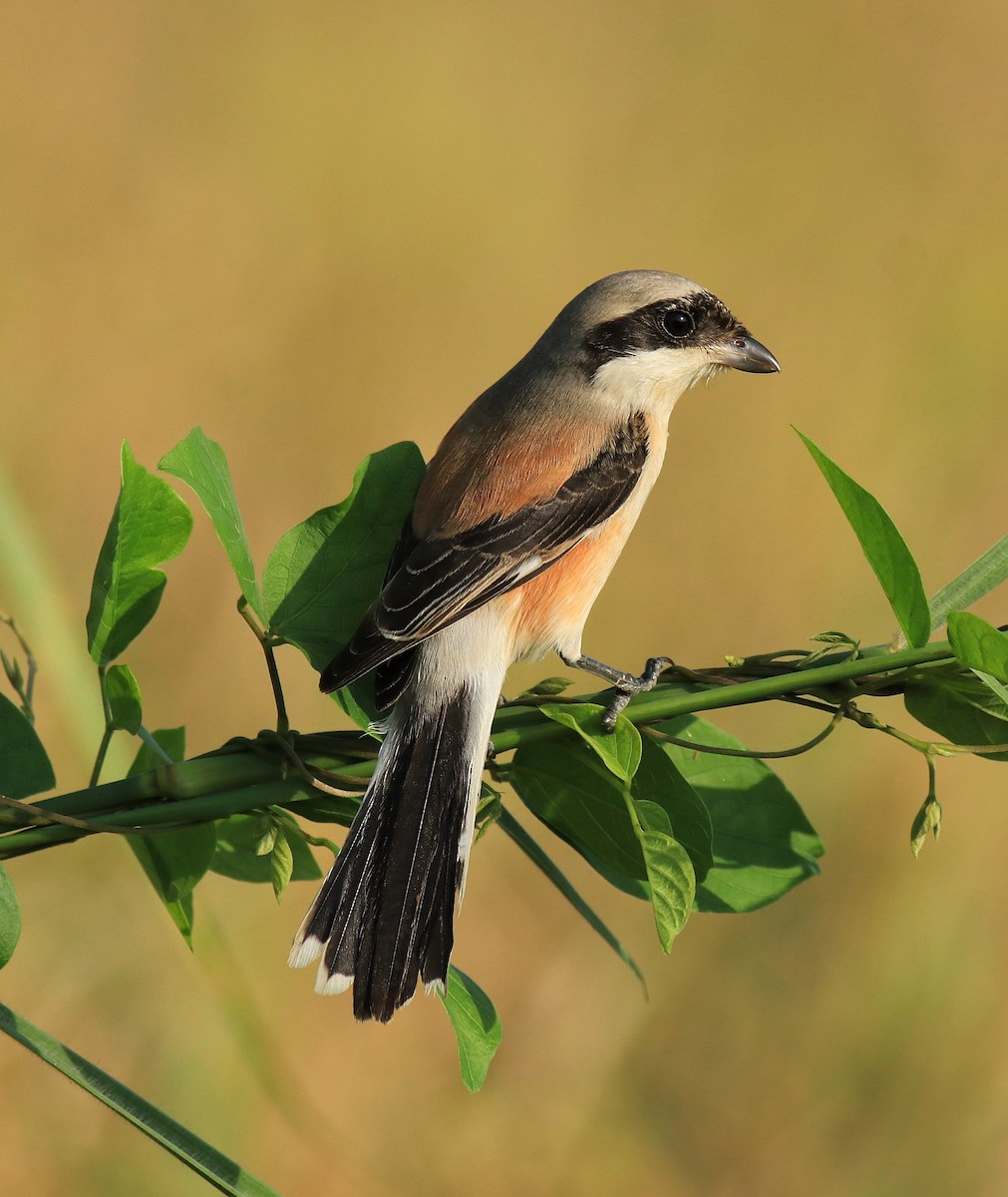 Bay-backed Shrike - ML652631924