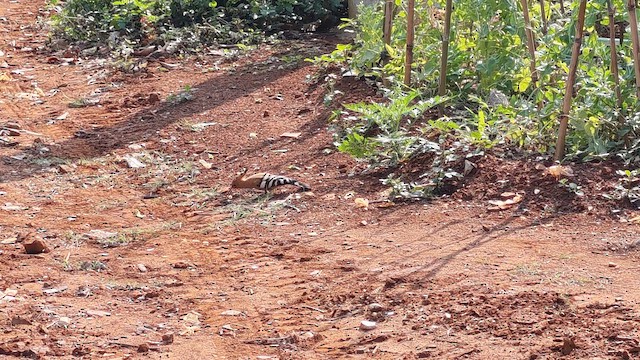 İbibik - ML652631991