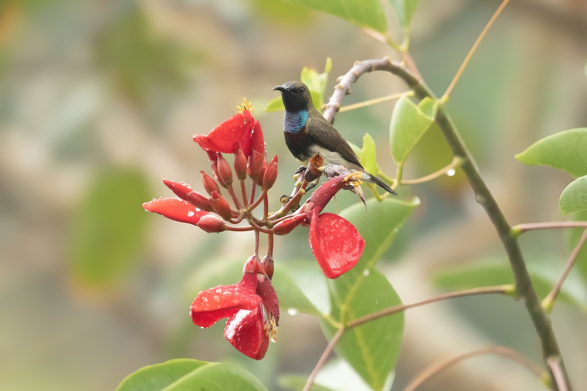 Ornate Sunbird (Cream-bellied) - ML652632172