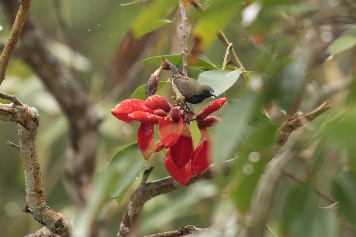Ornate Sunbird (Cream-bellied) - ML652632173