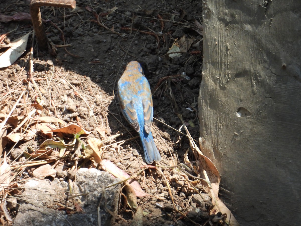 Indigo Bunting - ML652632388