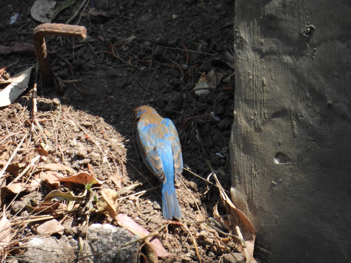 Indigo Bunting - ML652632389