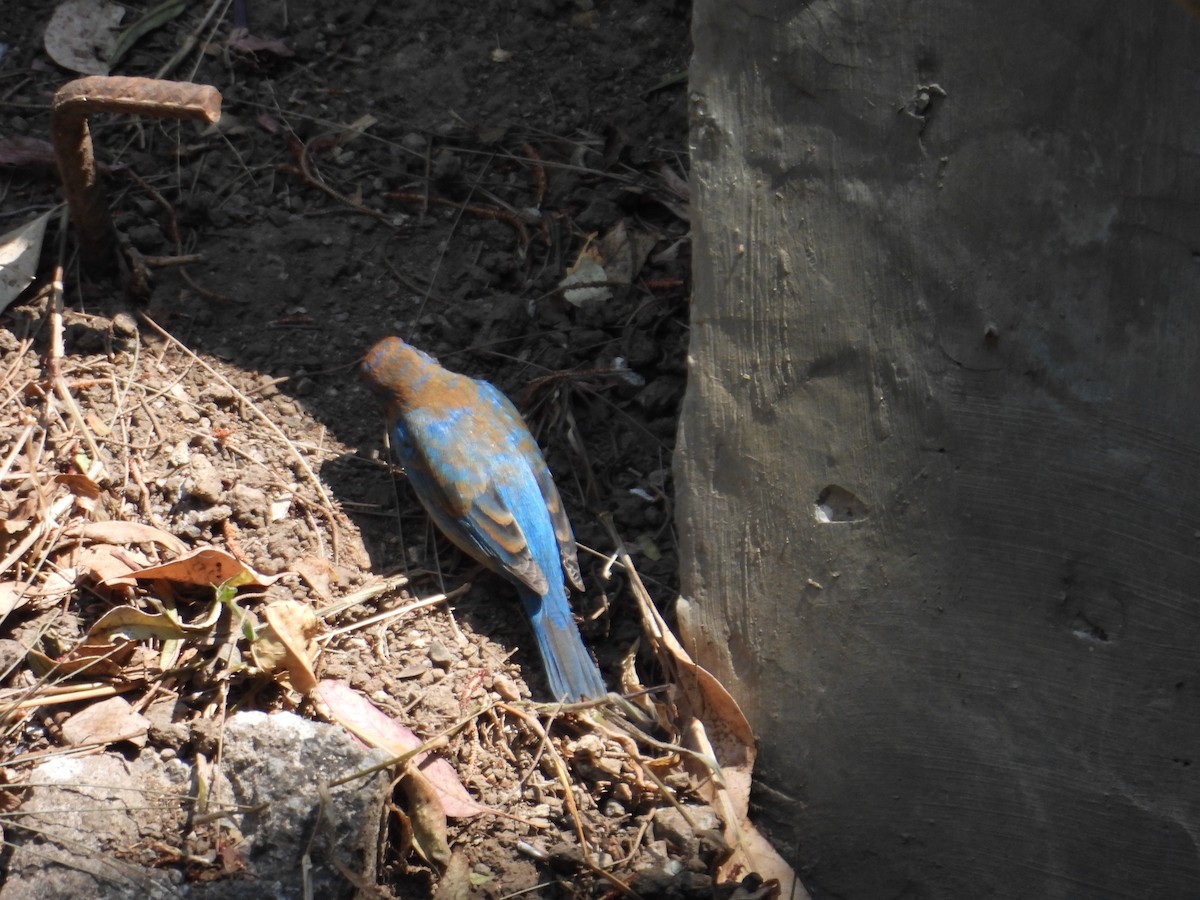 Indigo Bunting - ML652632390