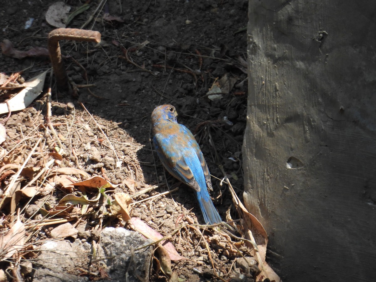 Indigo Bunting - ML652632391