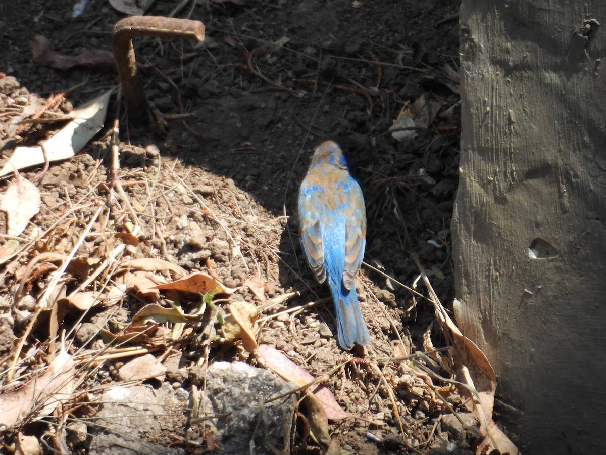 Indigo Bunting - ML652632392