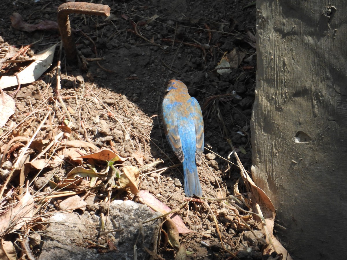 Indigo Bunting - ML652632394