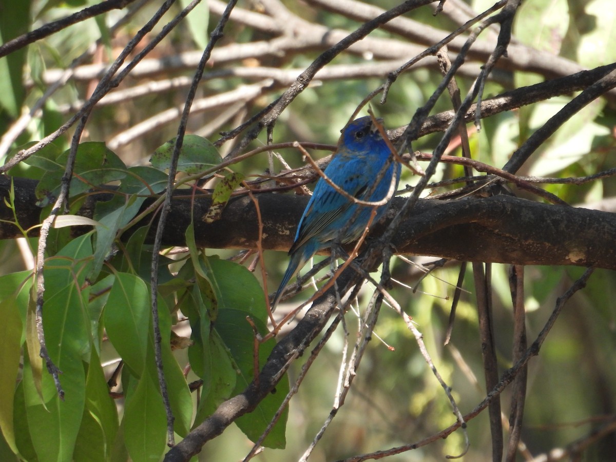 Indigo Bunting - ML652632407
