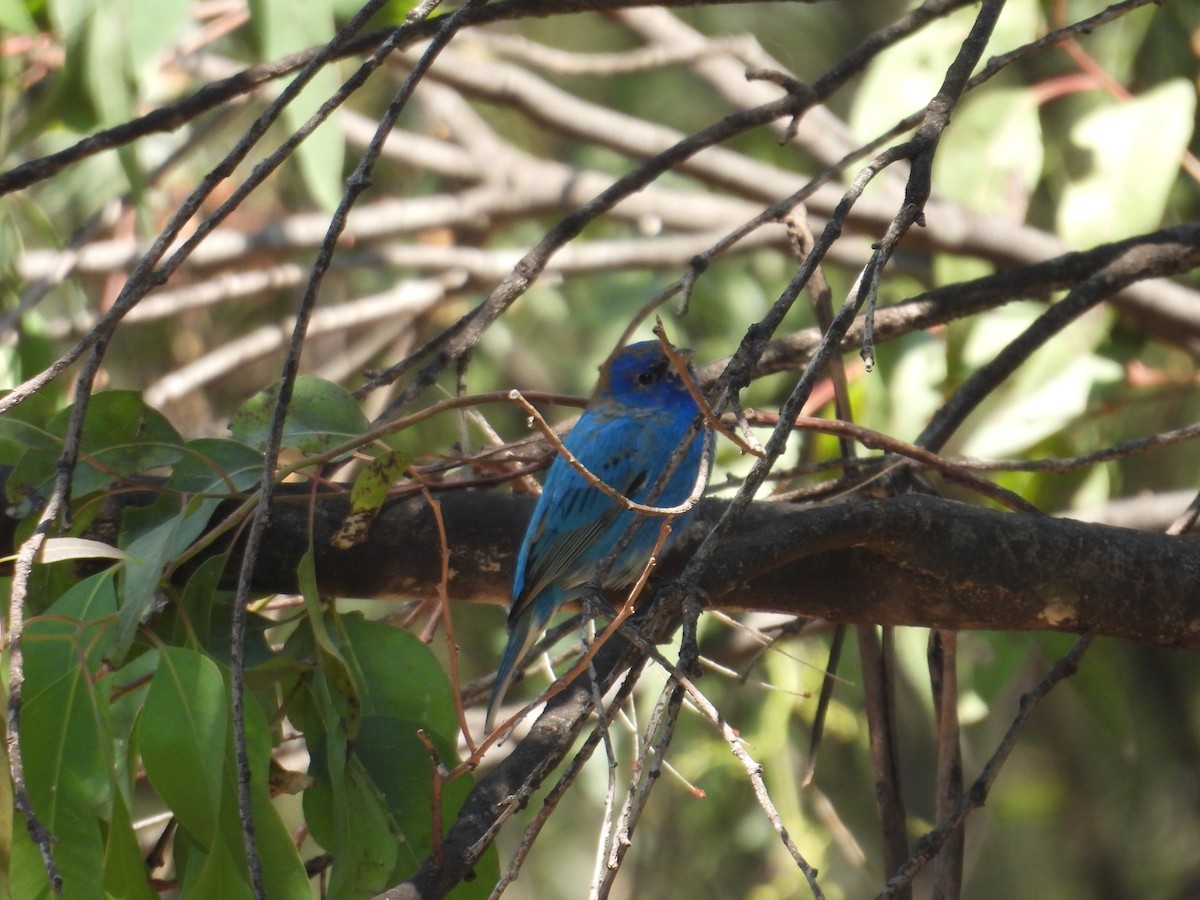 Indigo Bunting - ML652632409