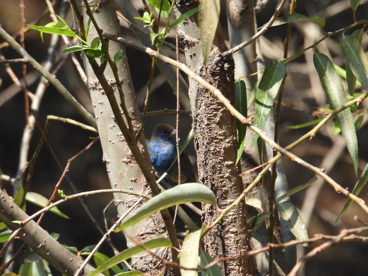 Indigo Bunting - ML652632410