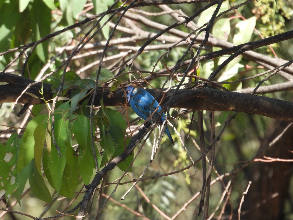 Indigo Bunting - ML652632411