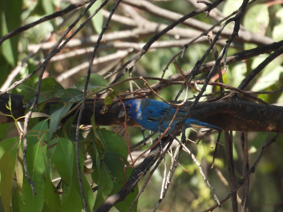 Indigo Bunting - ML652632412