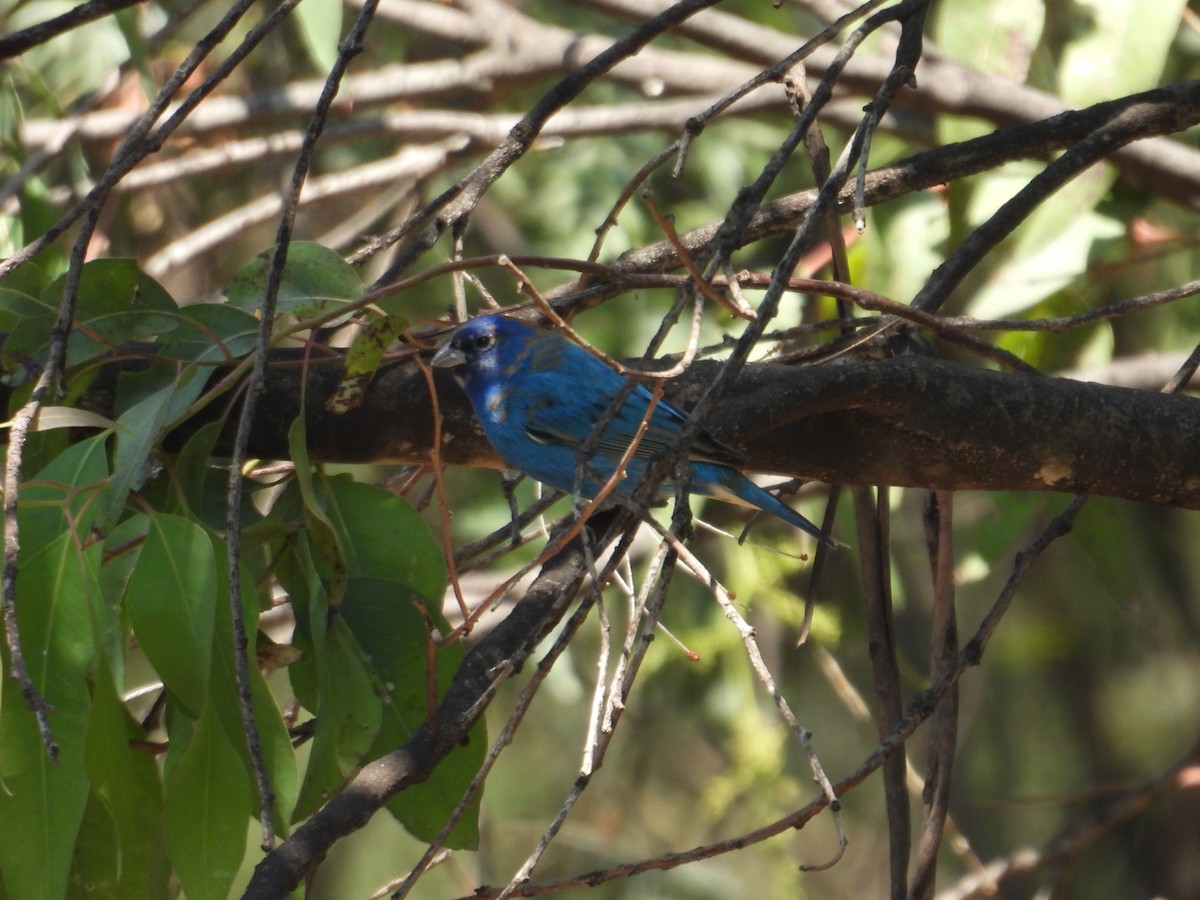 Indigo Bunting - ML652632413