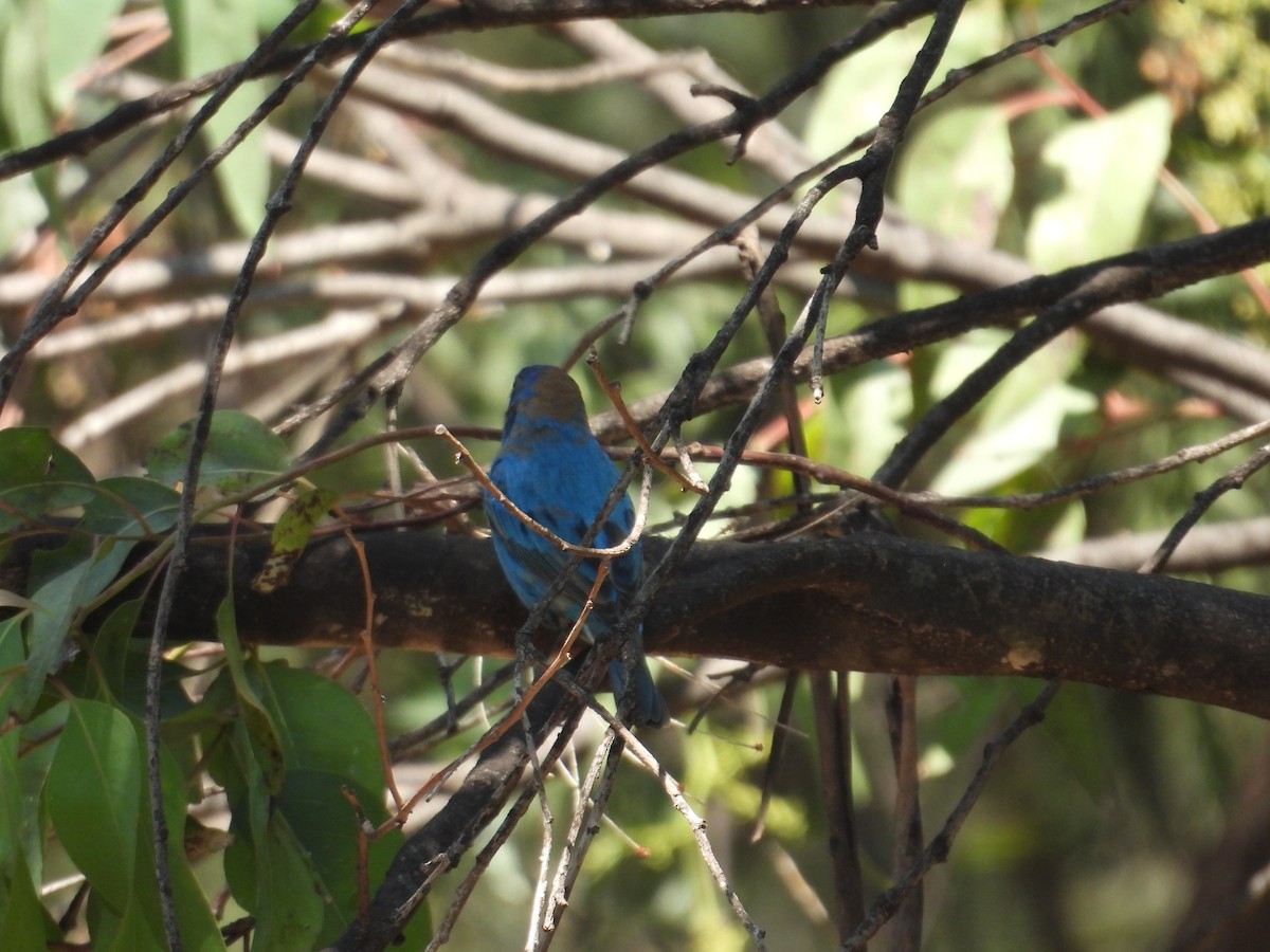 Indigo Bunting - ML652632414